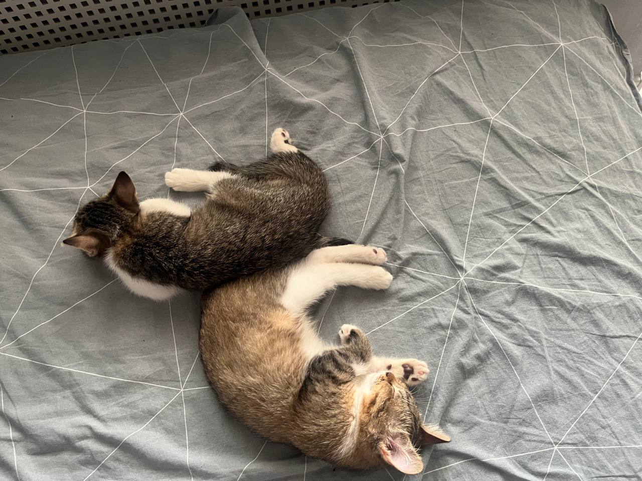 Карамелька и Коржик спят